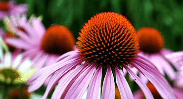 Echinacea & IBD | Gastrointestinal Society