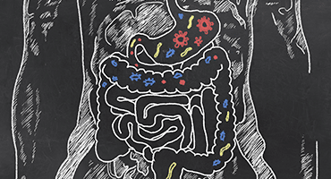 Your Gut Microbiota – Balanced or Not? - Gastrointestinal Society