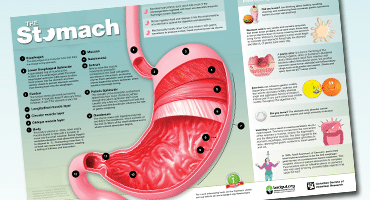Features-stomach