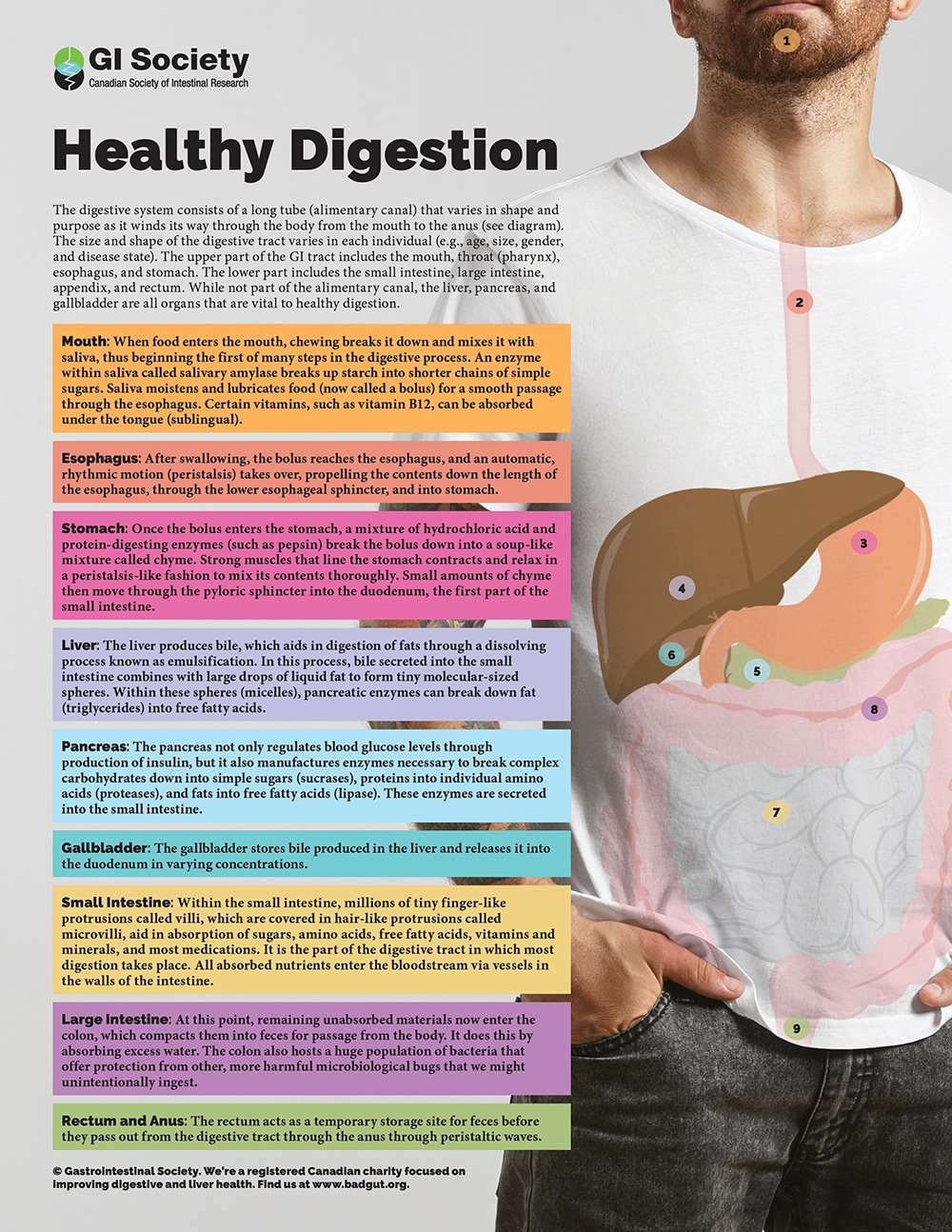 Digestive health information