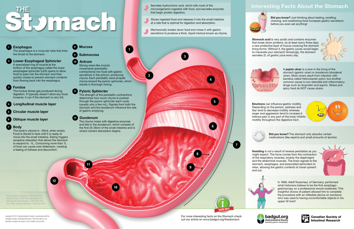 De Maag Be Able   Stomach Infographic 1170x756 