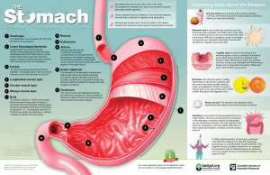 The Stomach Infographic